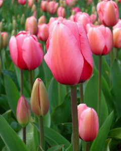 Fichier:Tulipa.jpg