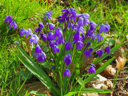 Scilla siberica.jpg