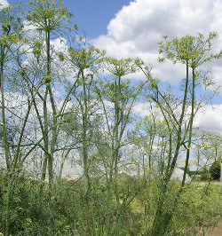 Anethum graveolens.jpg