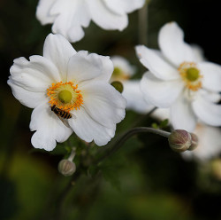 Anemone hupehensis.jpg