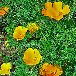 Eschscholzia californica.jpg