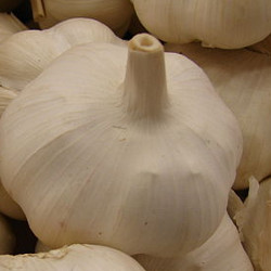 Allium sativum.jpg