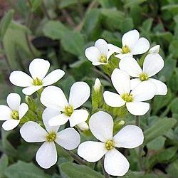 Arabis caucasica.jpg