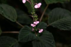 Sciaphyllum amoenum.jpg