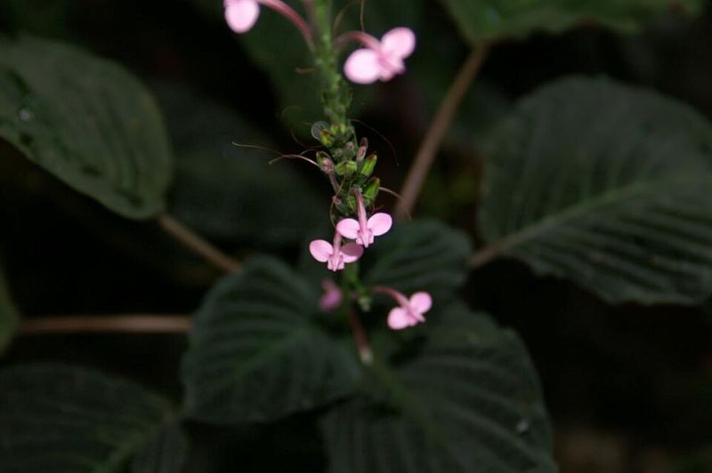 Fichier:Sciaphyllum amoenum.jpg