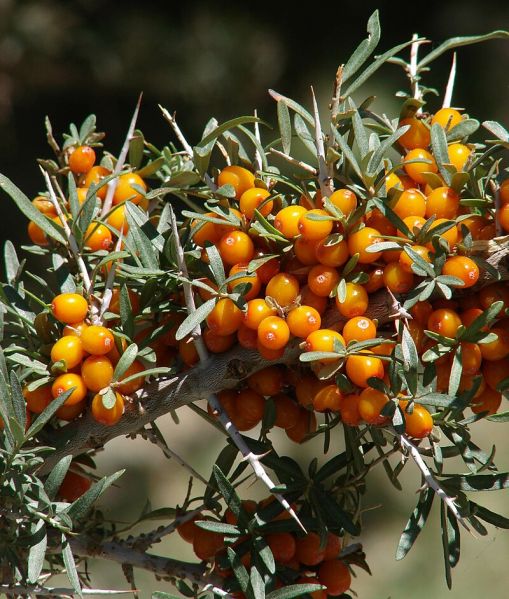 Fichier:Hippophae rhamnoides.jpg