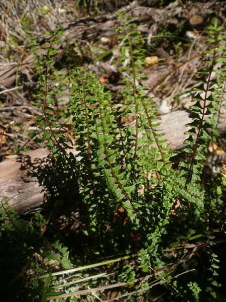Fichier:Lindsaea linearis.jpg