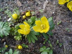 Eranthis hyemalis.jpg