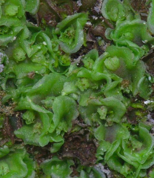 Fichier:Allisonia cockaynei.jpg
