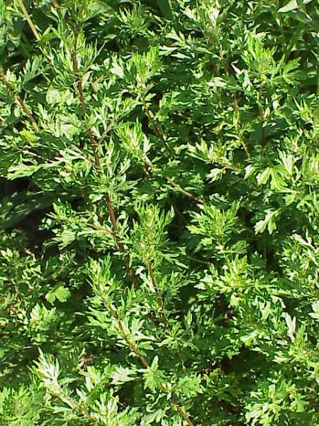Fichier:Artemisia vulgaris.jpg