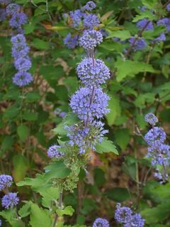 Caryopteris.jpg