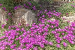 Delosperma cooperi.jpg
