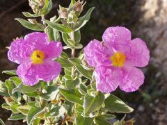 Cistus albidus.jpg