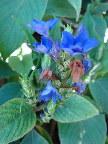 Fichier:Eranthemum pulchellum.jpg