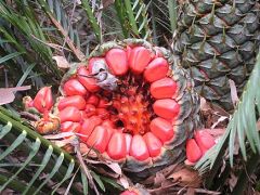Macrozamia communis.jpg