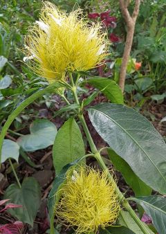 Schaueria calycotricha.jpg