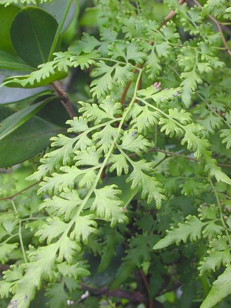 Fichier:Lygodium japonicum.jpg