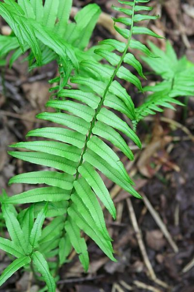 Fichier:Homalosorus pycnocarpos.jpg