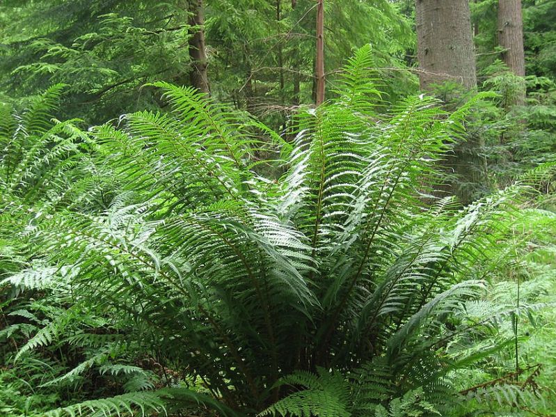 Fichier:Dryopteris affinis.jpg