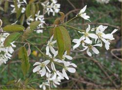 Amelanchier.jpg