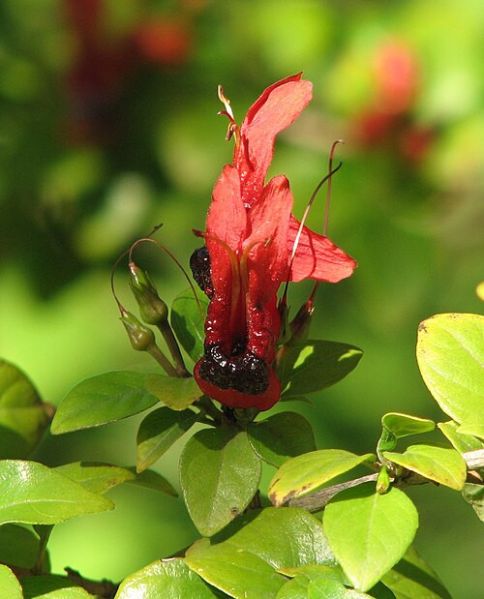 Fichier:Ruttya fruticosa.jpg