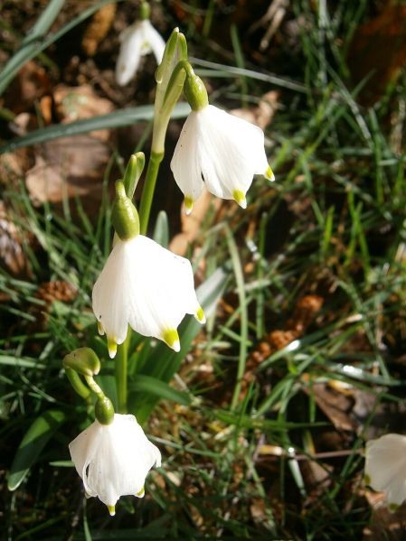 Fichier:Leucojum vernum.jpg