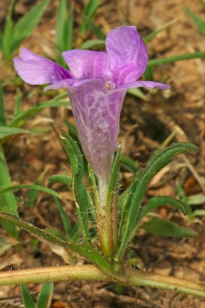 Fichier:Ruelliopsis setosa.jpg