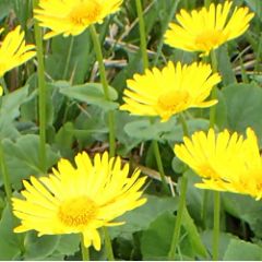 Doronicum orientale.jpg