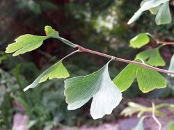 Ginkgo biloba.jpg