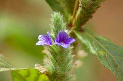 Neuracanthus.jpg