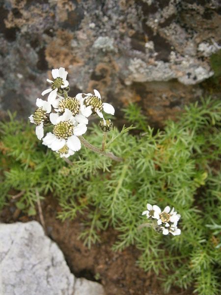 Fichier:Achillea atrata.jpg