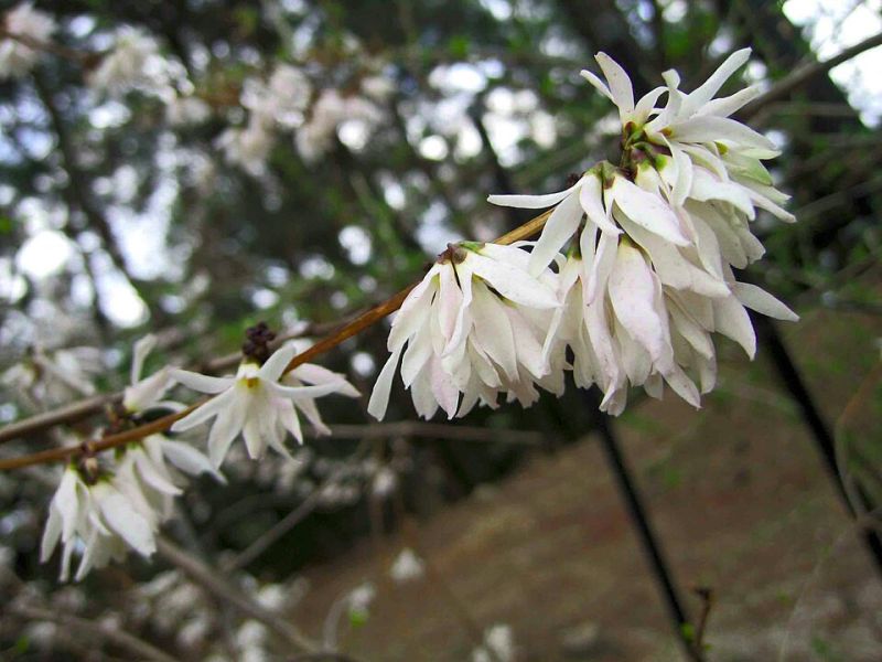 Fichier:Abeliophyllum distichum.jpg