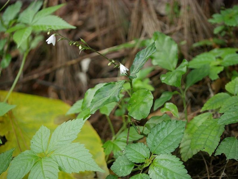 Fichier:Codonacanthus.jpg