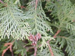 Thuja occidentalis.jpg