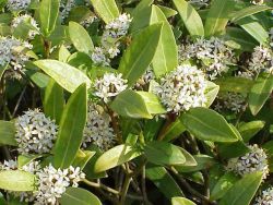 Skimmia japonica.jpg