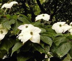 Cornus kousa.jpg