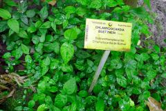Chlamydocardia buettneri.jpg
