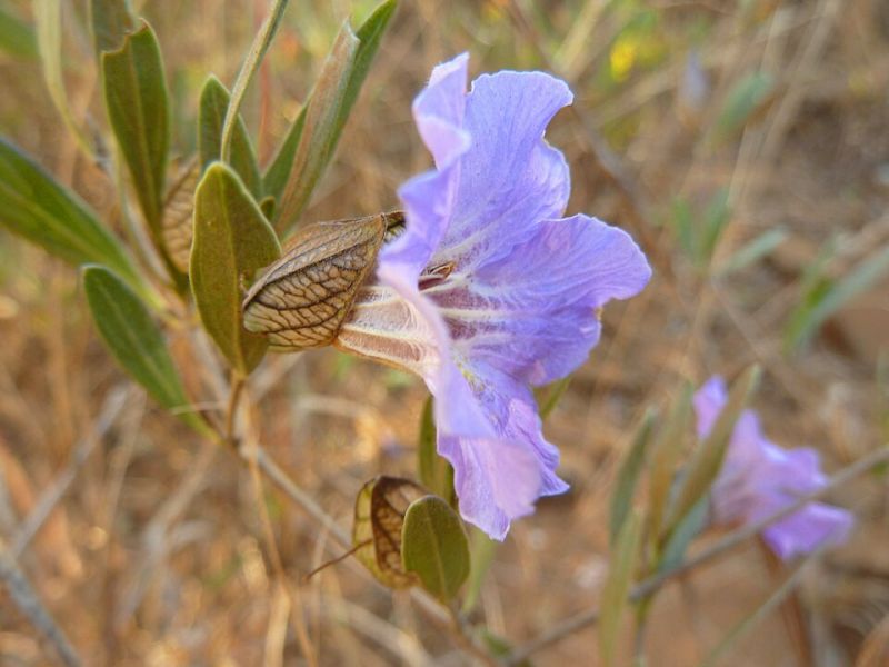 Fichier:Petalidium oblongifolium.jpg