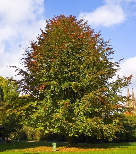Fichier:Fagus sylvatica.jpg