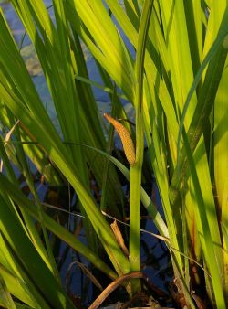 Acorus calamus.jpg