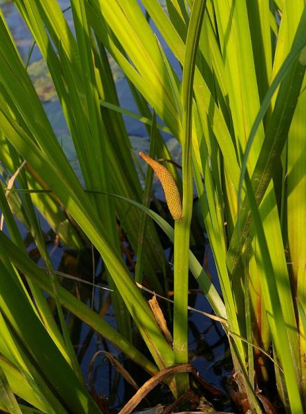 Fichier:Acorus calamus.jpg