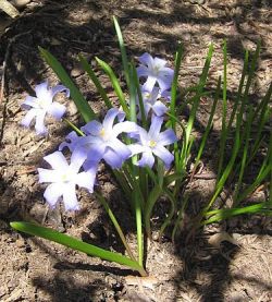 Chionodoxa luciliae.jpg