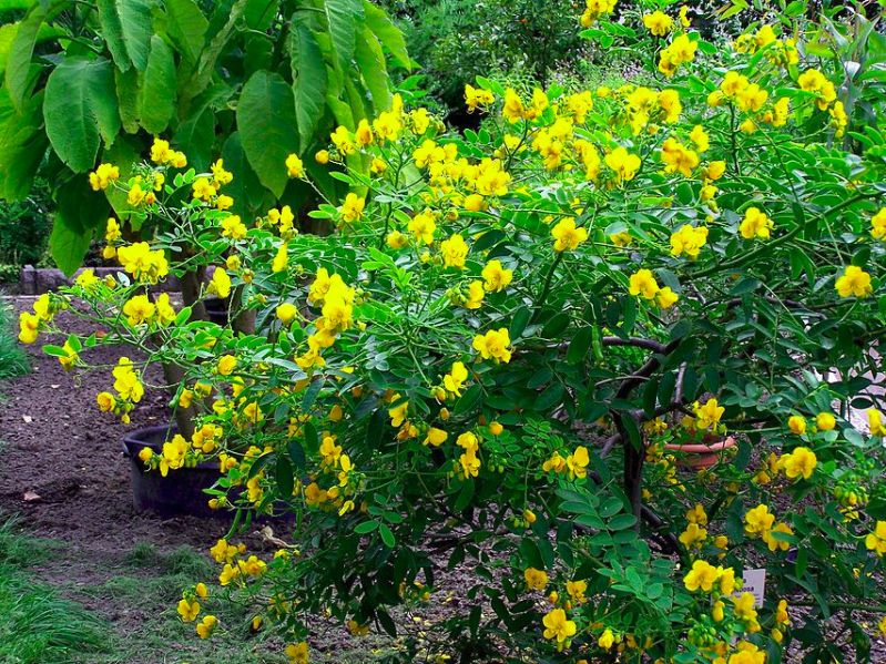 Fichier:Senna corymbosa.jpg