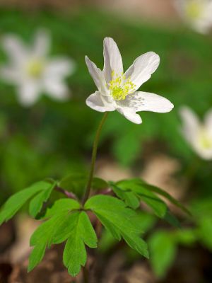 Anemone nemorosa.jpg