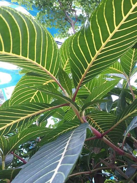 Fichier:Sanchezia speciosa.jpg