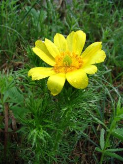 Adonis vernalis.jpg