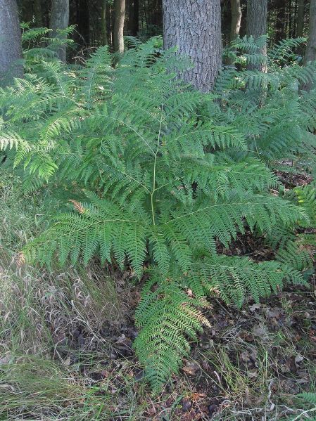 Fichier:Pteridium.jpg