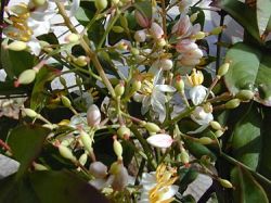 Nandina domestica.jpg