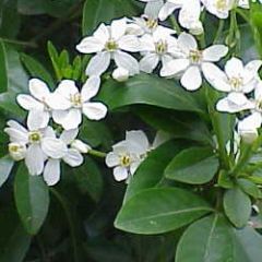 Choisya ternata.jpg