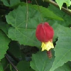 Abutilon megapotamicum.jpg